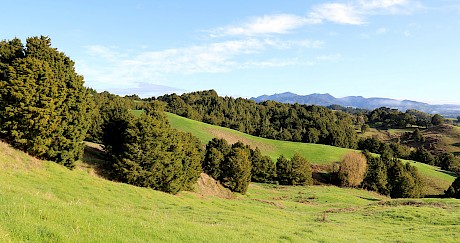 Review of existing uses and market opportunities for farm-grown totara in Northland