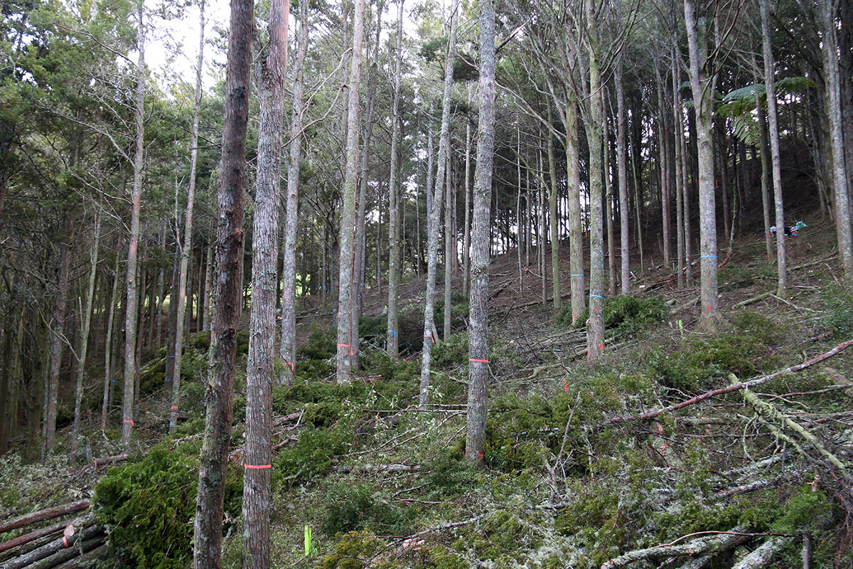 A thinned Permanent Sample Plot (PSP) within a natural stand. Note the shaded conditions in the unthinned area above this thinned plot. Growth response of the residual totara trees after thinning will be measured and also the response of understorey vegetation development to the increased light conditions.