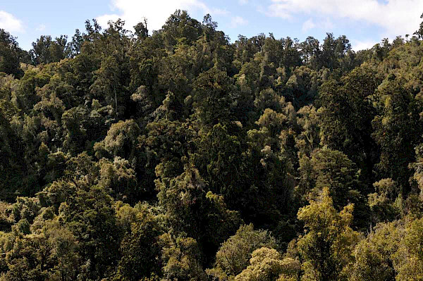 Podocarp hardwood forest