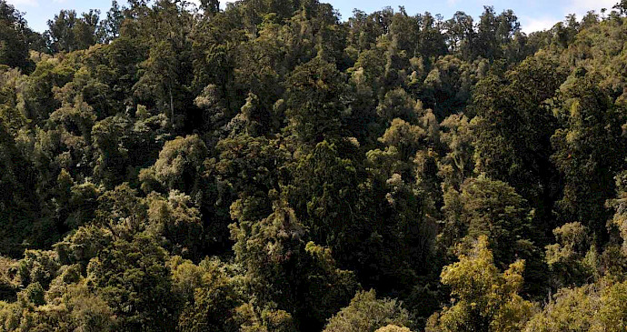 Podocarp hardwood forest
