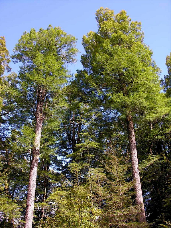 Managed beech forest in the South Island. Photo credit: Ian Platt