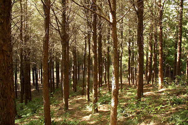 50 year old totara plantation at Holt Forest Trust at Waikoau, Hawkes Bay. Photo credit: Michael Bergin