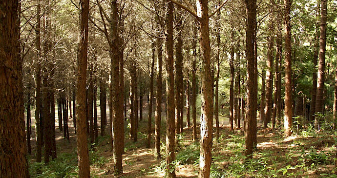 50 year old totara plantation at Holt Forest Trust at Waikoau, Hawkes Bay. Photo credit: Michael Bergin