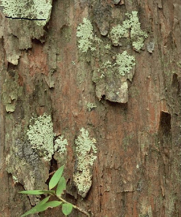 Photo: H Janssen, Bush Vitality Assessment