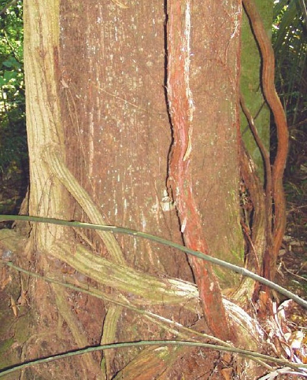 Photo: H Janssen, Bush Vitality Assessment