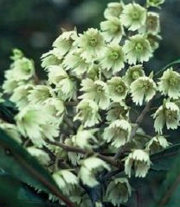 The white flower petals are deeply incised. Photo: H Janssen, Bush Vitality Assessment
