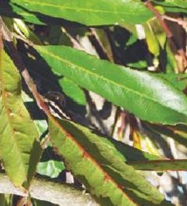 Photo: H Janssen, Bush Vitality Assessment