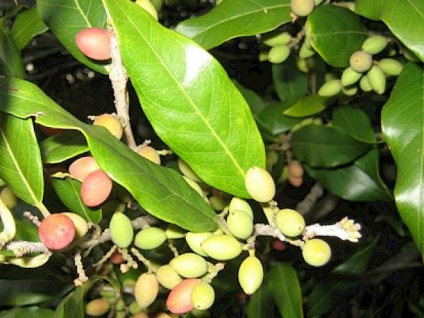 Ripe fruit are red or yellow.