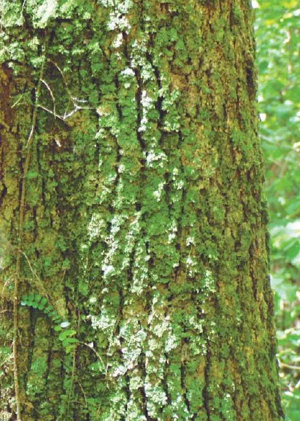Black Maire has rough, corky bark. Photo: H Janssen, Bush Vitality Assessment
