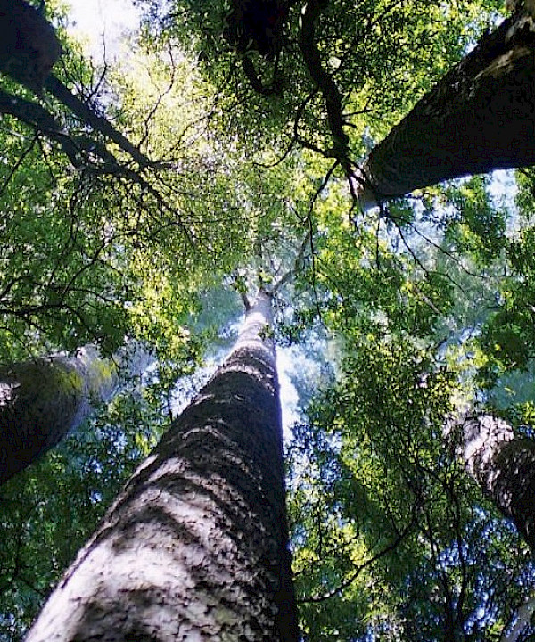 Photos: H Janssen, Bush Vitality Assessment