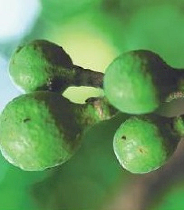 Kohekohe seed capsules, containing three large seeds. Photos: H Janssen, Bush Vitality Assessment