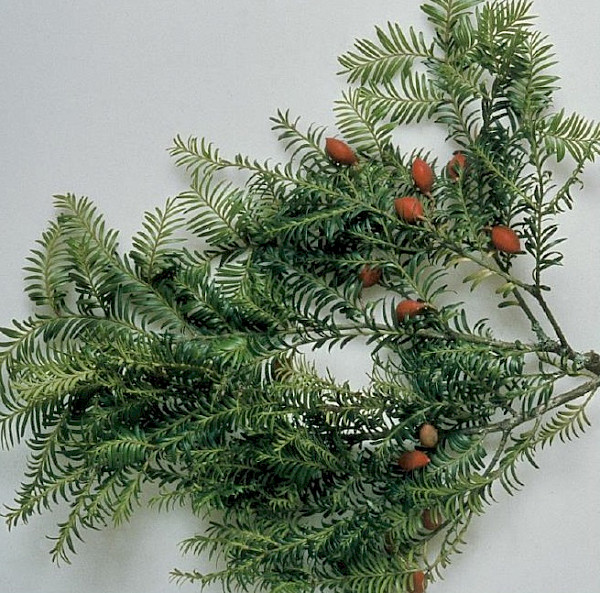 Photo: H Janssen, Bush Vitality Assessment