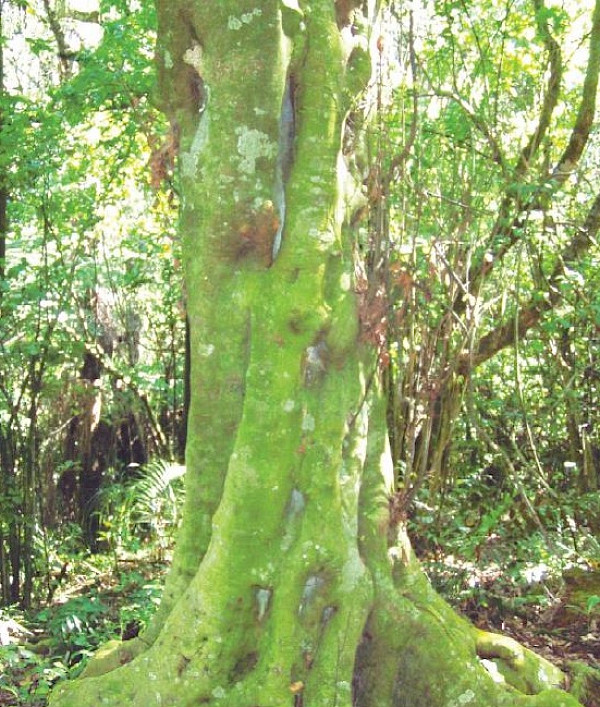Photo: H Janssen, Bush Vitality Assessment