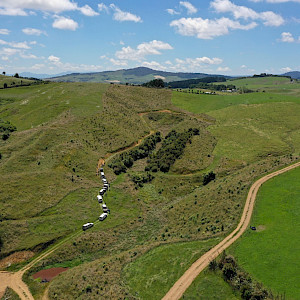 Stopping convoy to look at ten year old pruned totara. Photo: M Bergin