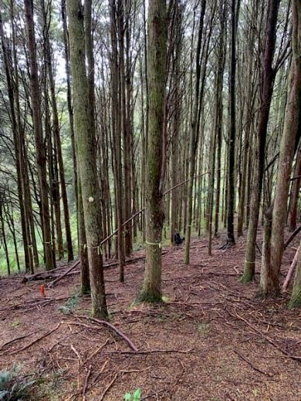 Control plot (no thinning) with no grazing. Photo credit: Michael Bergin
