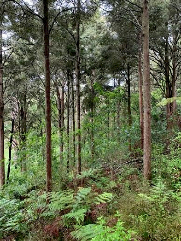 The thinned plot of the pair with no grazing five years after thinning. Photo credit: Michael Bergin.