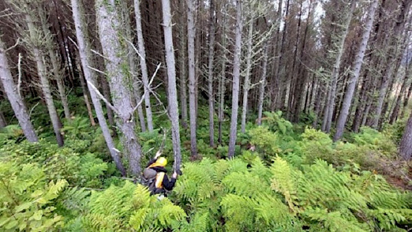 Native regeneration under mature pine, Gisborne. Photo: Meg Graeme