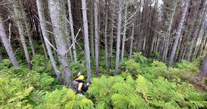 Native regeneration under mature pine, Gisborne. Photo: Meg Graeme