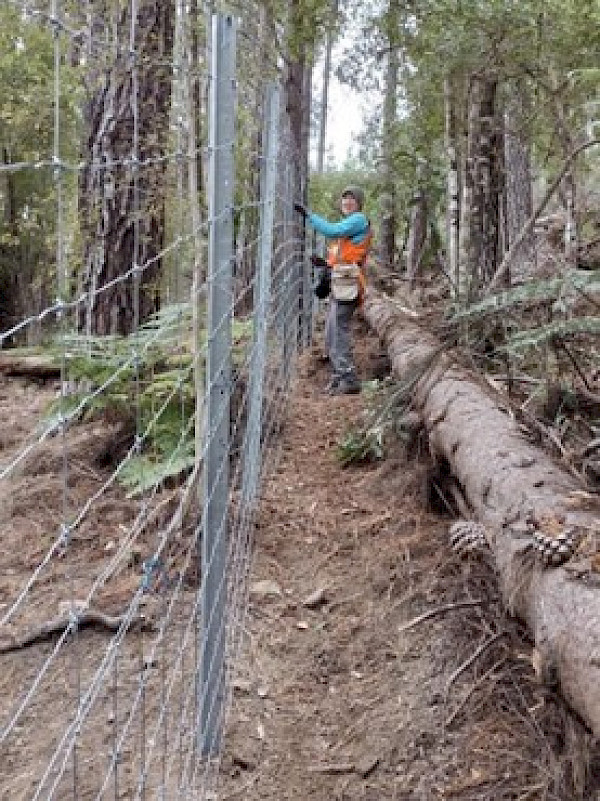 Transitional Forestry Project Manager Meg Graeme helping with an exclosure plot fence as part of a trial.