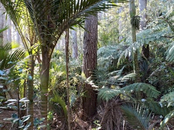 Natural regeneration of indigenous understory beneath mature pines.