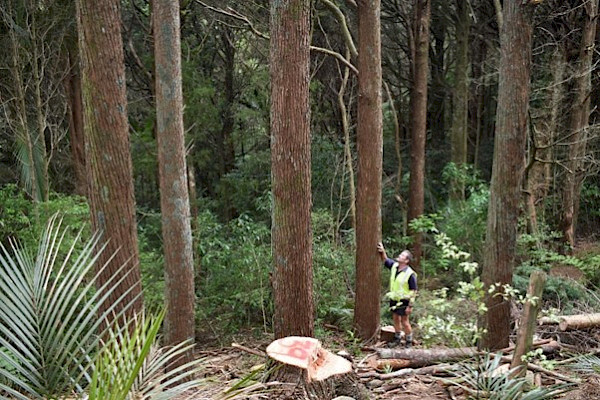 Sustainable harvesting of tōtara on a Pāmu (Landcorp) farm in Northland.