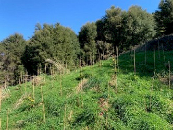 A wide-open planted gap dominated by rank grass within the existing scrub vegetation at Waikereru Ecosanctuary, Tairāwhiti.