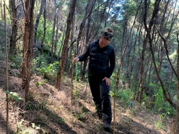 Undertaking the baseline monitoring of the latest June 2023 planting at Longbush Waikereru, Tairāwhiti. Note the light ground cover and limited species and diversity in the understory, typical of what is found in the dense kānuka dominated stands.