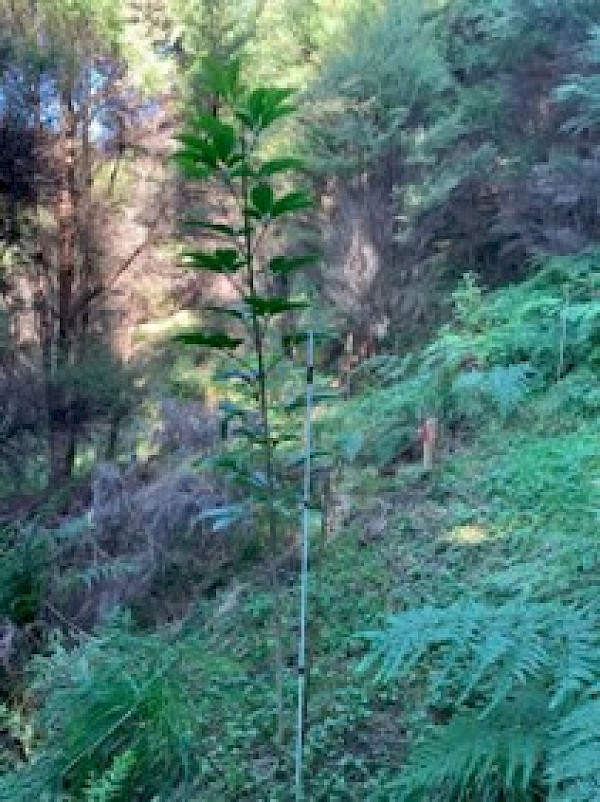 Substantial growth was recorded with some planted native species, especially puriri, in excess of 1m growth in the first year after planting in a partially shaded canopy gap (above). The puriri below is healthy with lower growth due to the full shade site.